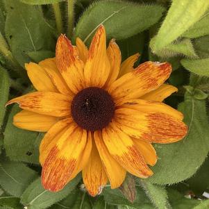 Rudbeckia 'Carolina'