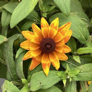 Rudbeckia 'Mia'