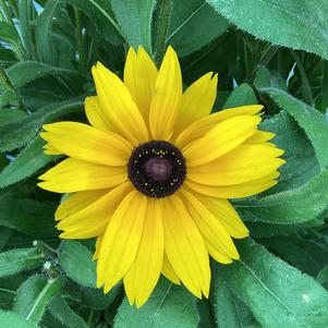 Rudbeckia 'Paulina'