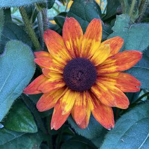 Rudbeckia 'Carla'