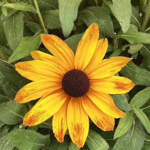 Rudbeckia 'Marilyn'
