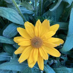 Rudbeckia 'Emma'