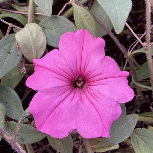 Petunia 'Bubblegum&reg;'