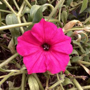 Petunia 'Fuchsia'
