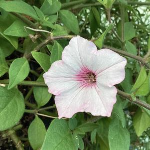 Petunia 'Silverberry'