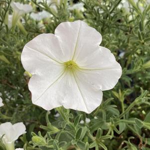 Petunia 'Snowdrift&trade;'