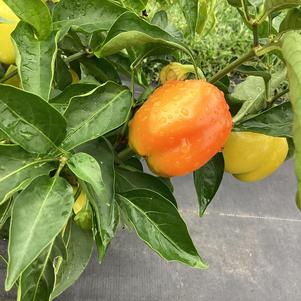 Pepper - Edible 'Prism (Seed)'