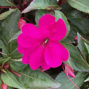Impatiens - hybrida 'Neon Purple (seed)'