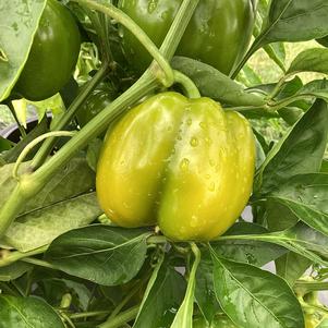 Pepper - Edible 'Trailblazer (Seed)'