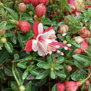 Fuchsia 'Laura&copysr;'