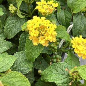 Lantana 'Bamboo&copysr;'