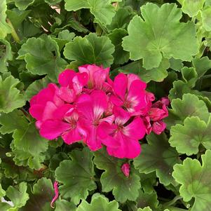 Geranium - Interspecific 'Violet&copysr;'
