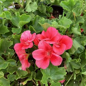 Geranium - Interspecific 'Peach&copysr;'