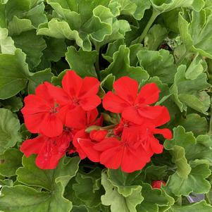 Geranium - Interspecific 'Scarlet&copysr;'