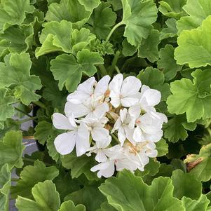Geranium - Interspecific 'White &copysr;'