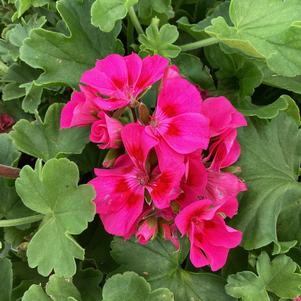 Geranium - Interspecific 'Hot Pink Splash&copysr;'