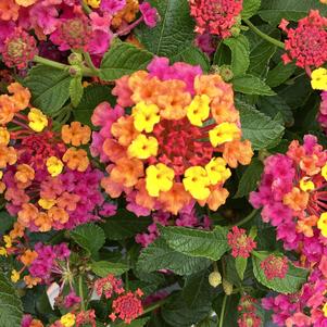 Lantana 'Passionfruit'