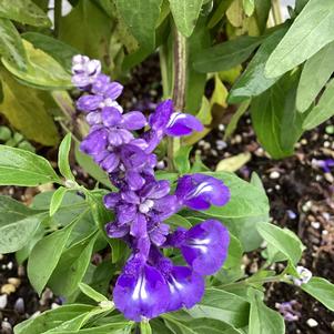 Salvia farinacea 'Deep Ocean'