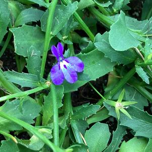 Lobelia 'Blue Breeze'