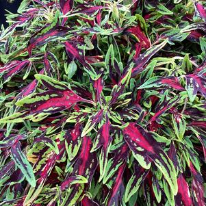 Coleus (Solenostemon) 'All That Jazz'
