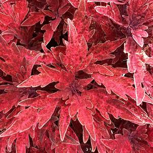 Coleus (Solenostemon) 'Paprika'