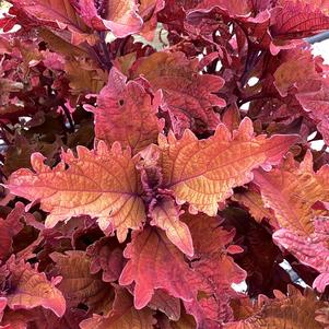 Coleus (Solenostemon) 'Mojave Sunrise'