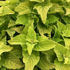 Coleus (Solenostemon) 'Green Gecko'