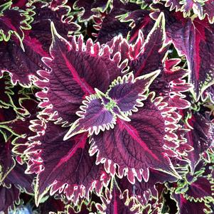 Coleus (Solenostemon) 'Witches Brew'