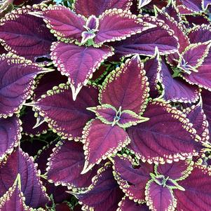 Coleus (Solenostemon) 'Sangria Splash'