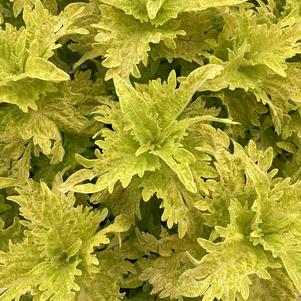 Coleus (Solenostemon) 'Lime n Shine'