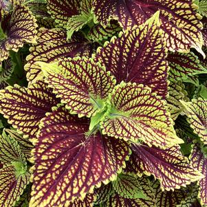 Coleus (Solenostemon) 'Solar Fire'