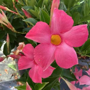 Dipladenia 'Pink'