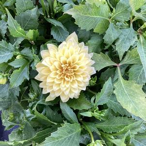 Dahlia 'Sunrise (DAMX 3958)'