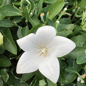Platycodon 'White (seed)'