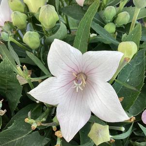 Platycodon 'Pink (seed)'
