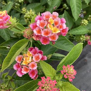 Lantana 'Ara&copysr;'