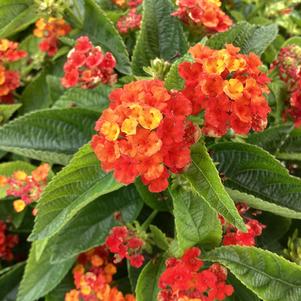 Lantana 'Pitaya&copysr;'