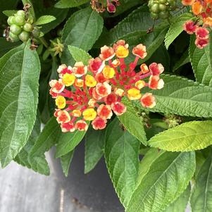 Lantana 'Dragonfruit&copysr;'
