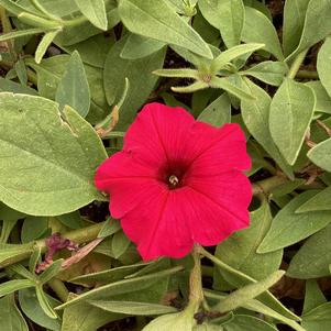 Petunia 'Paradise'