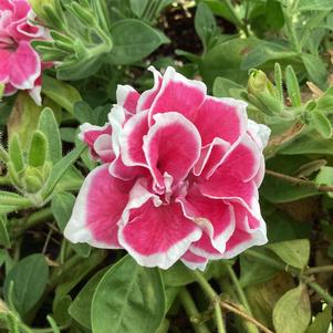 Petunia - Double 'Pink Diamond'