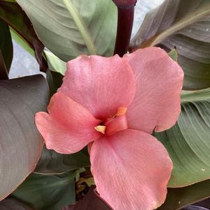 Canna 'Bronze Peach (seed)'