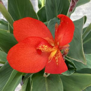 Canna 'Scarlet (seed)'